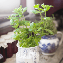 Carica l'immagine nel visualizzatore di Gallery, Ravioli Cuore Rosso con Ricotta e Menta (€/etto) - Pastificio Buono